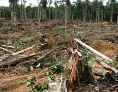 Bij houtkap gaat milieuwinst verloren