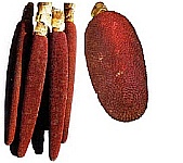 fruit van de Pandanus-boom 