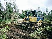 Ontbossing voor de palmolie