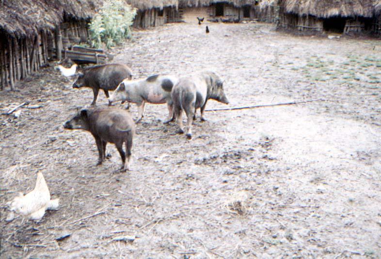 BD/37/199 - 
pigs 4

