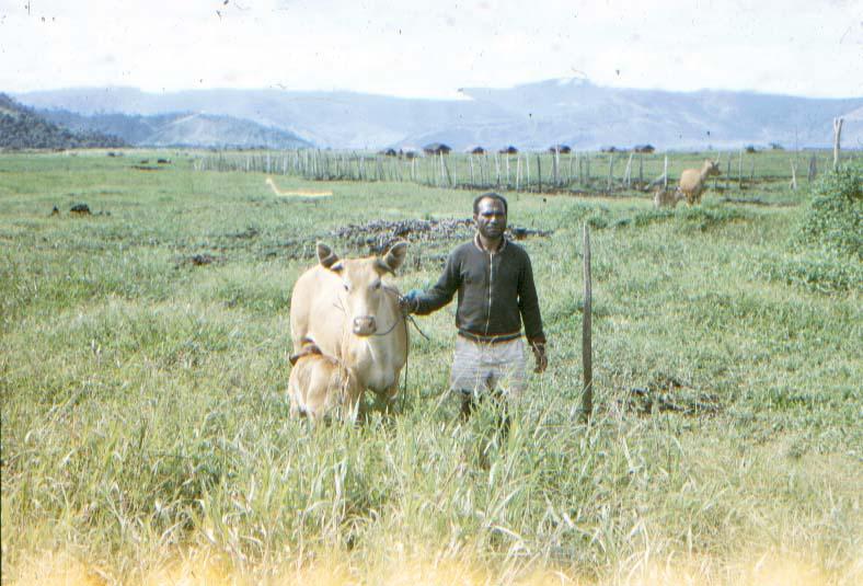 BD/37/200 - 
Moanemani: Livestock Project
