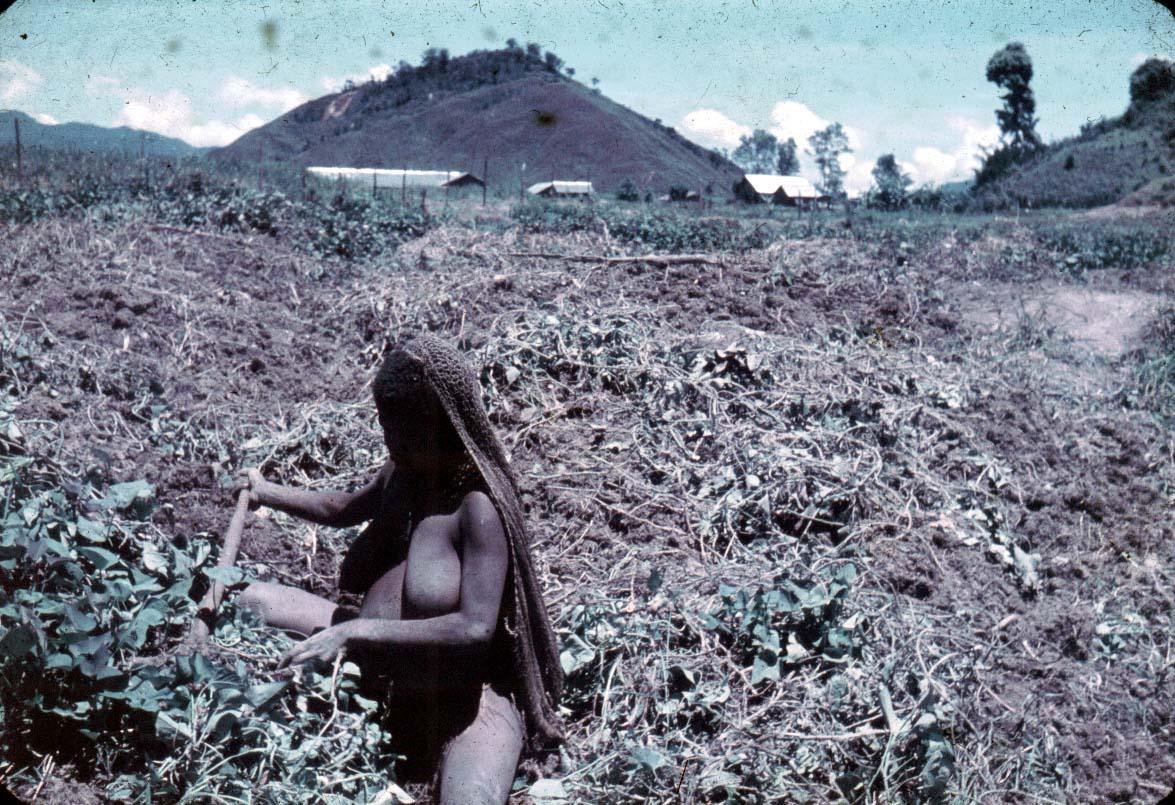 BD/24/23 - 
Afbeelding van (notta-) tuin, met op de voorgrond een vrouw met draagnet.
