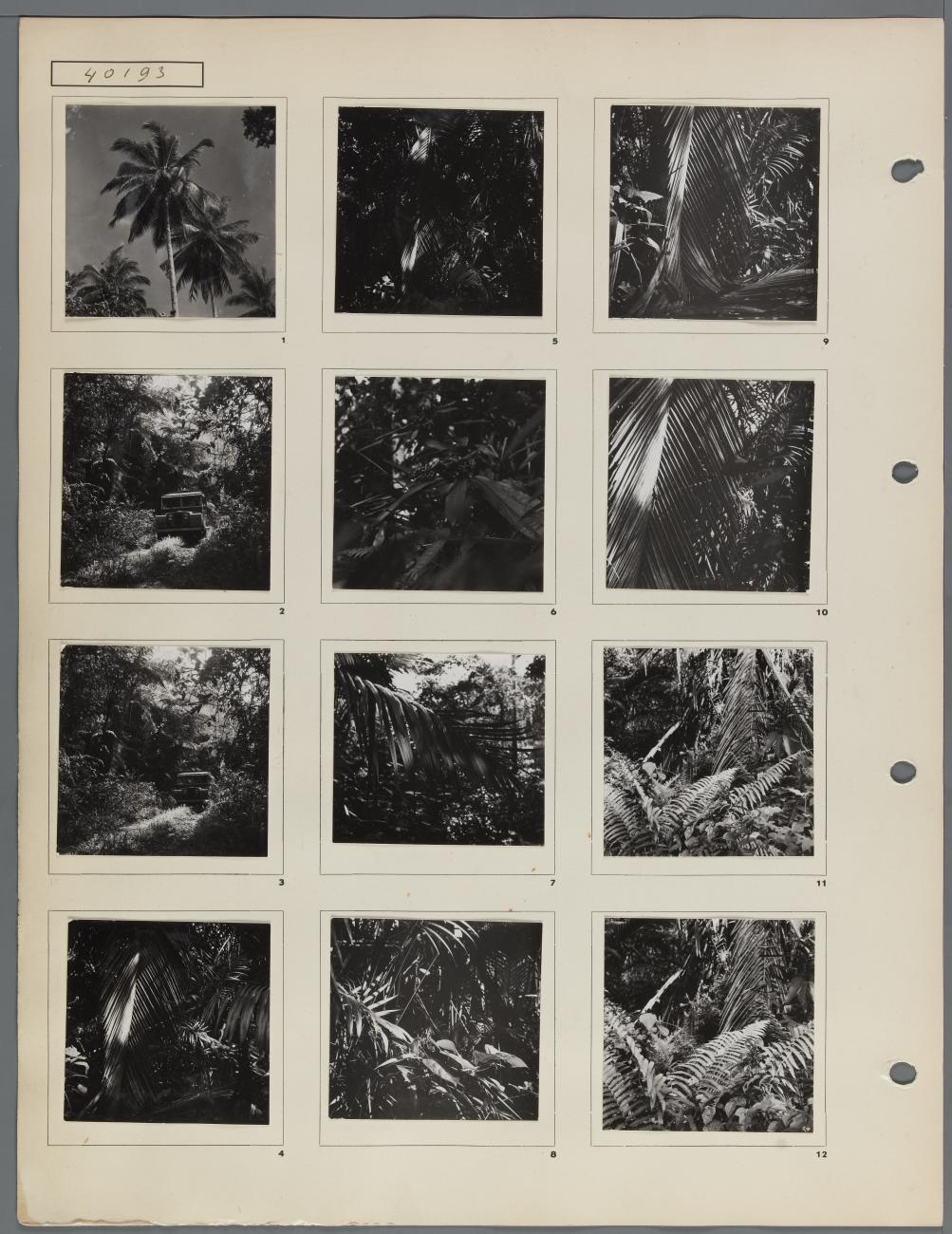 BD/163/172 - 
tropische bomen en planten onderweg naar Tanahmerah baai
