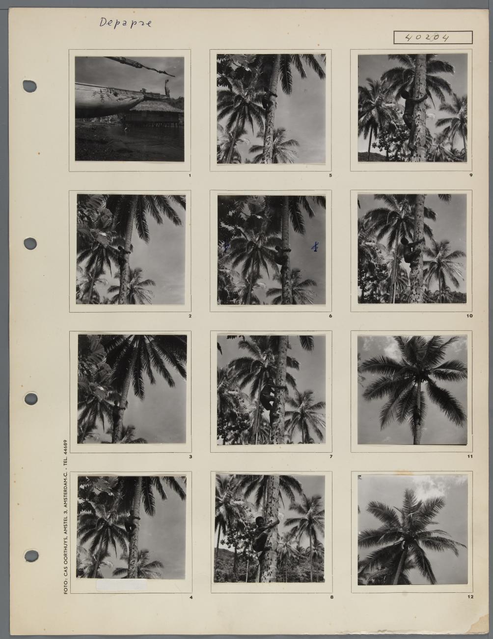 BD/163/183 - 
Depapre, jongen klimt in kokospalm
