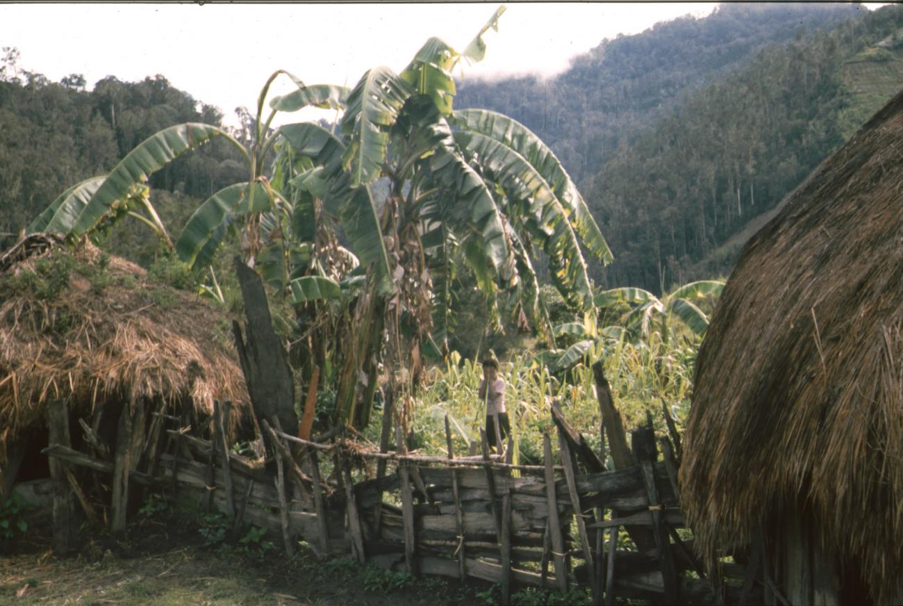 BD/166/412 - 
Bananenboom tussen rieten hutjes
