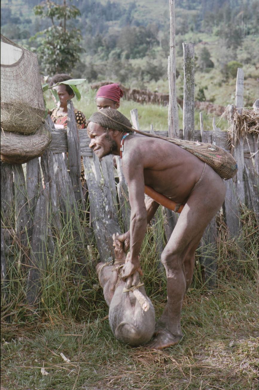 BD/166/414 - 
Papua met gekneveld varken
