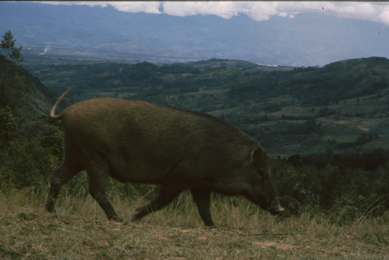 BD/166/420 - 
Wild boar running free
