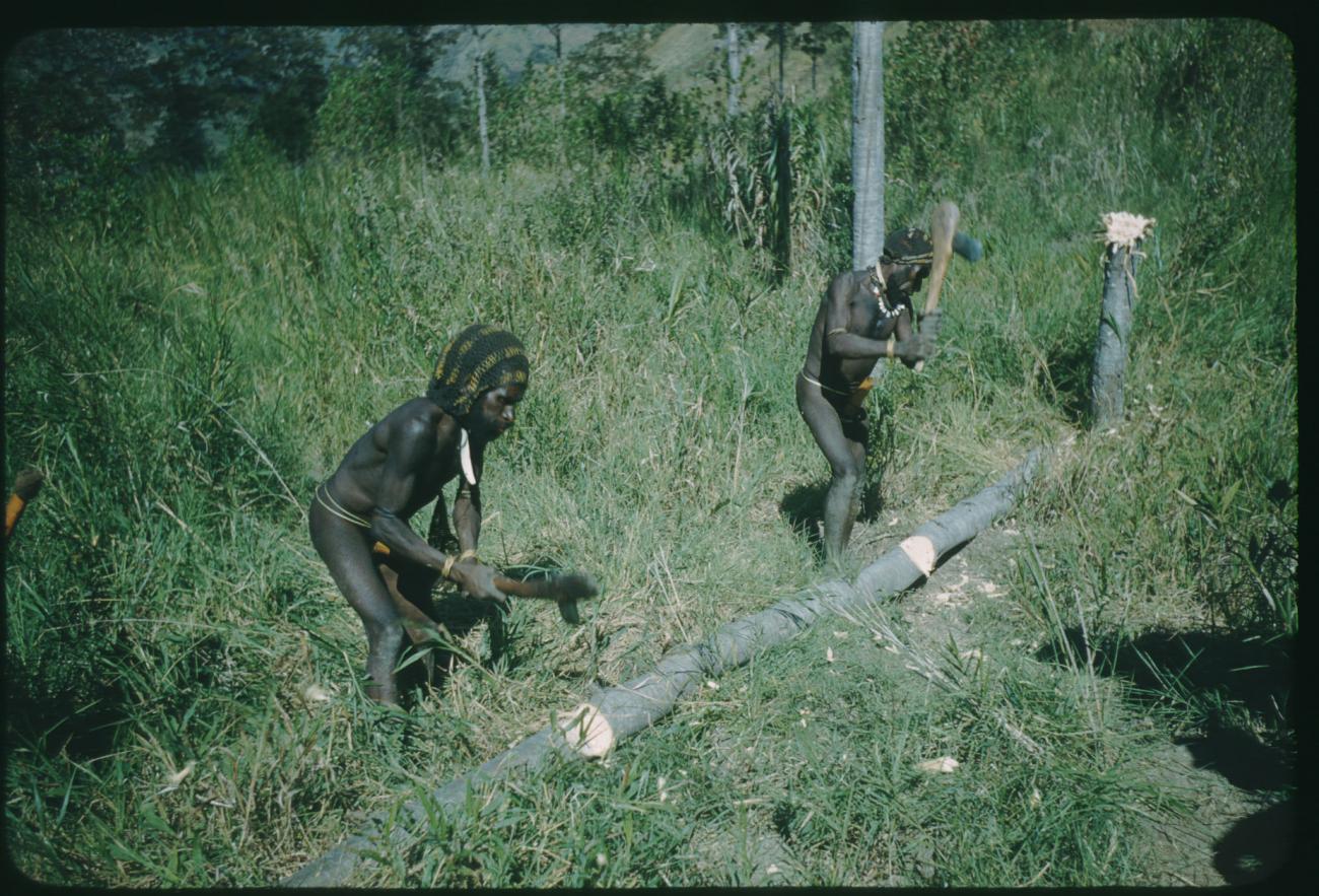 BD/209/1041 - 
Papoea&#039;s met omgehakte stam
