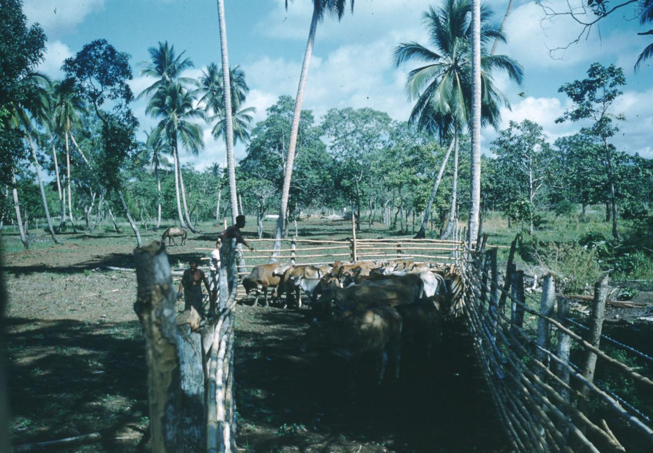BD/209/2046 - 
Desinfectie der koeien
