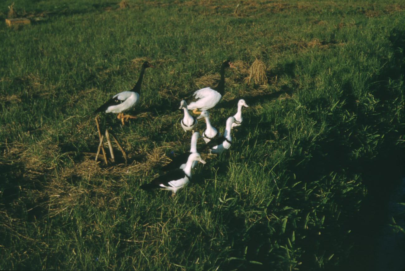 BD/209/3063 - 
Vogels op het veld
