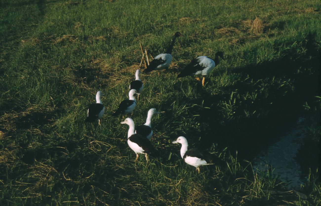 BD/209/3064 - 
Vogels op het veld
