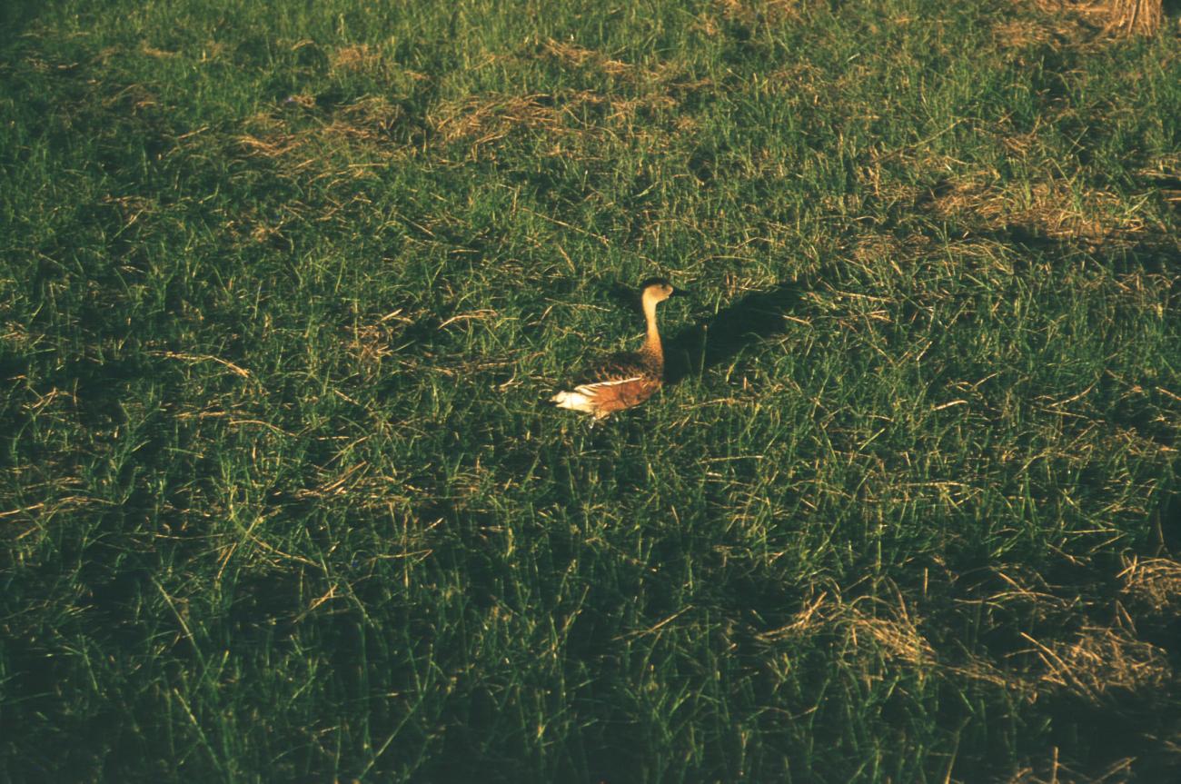 BD/209/3066 - 
Vogel op het veld
