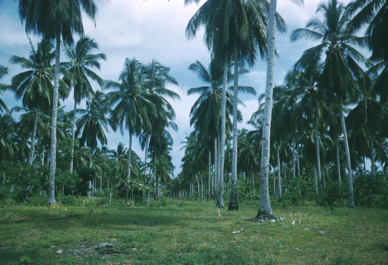 BD/209/4003 - 
Cocosplantage (klapperplantage)
