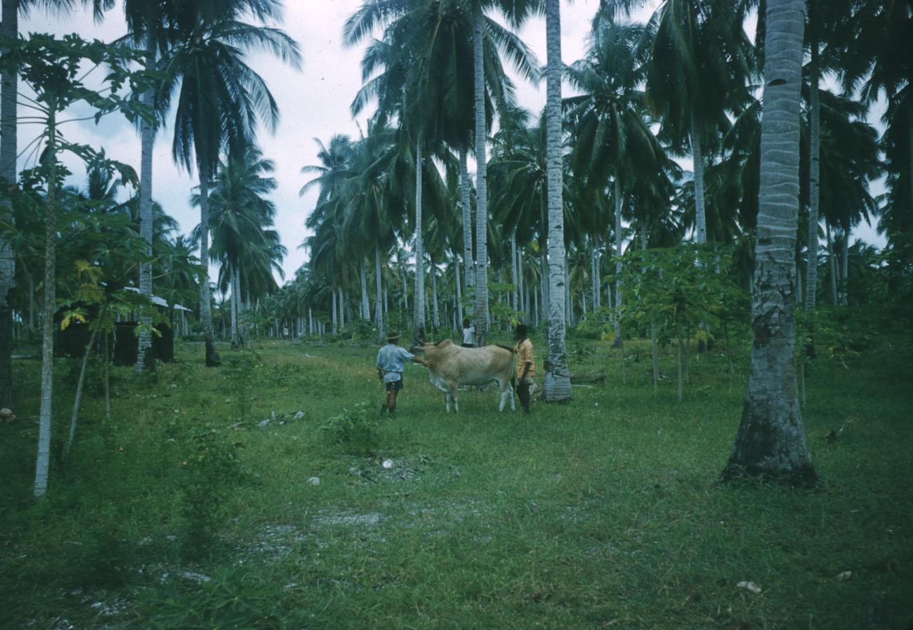 BD/209/4005 - 
Cocosplantage
