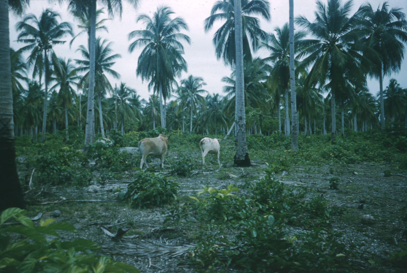 BD/209/4006 - 
Cocosplantage
