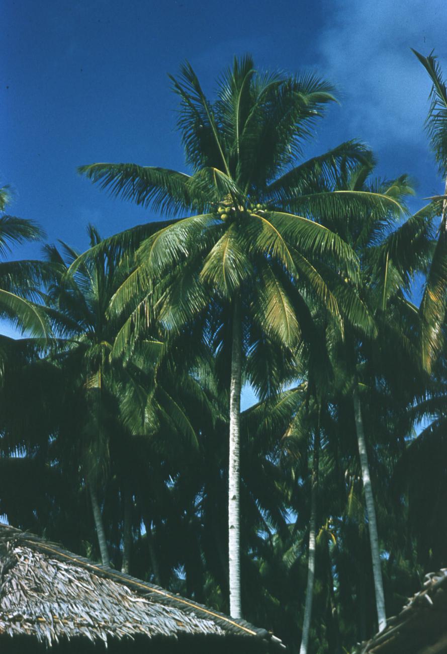 BD/209/4007 - 
Cocosplantage

