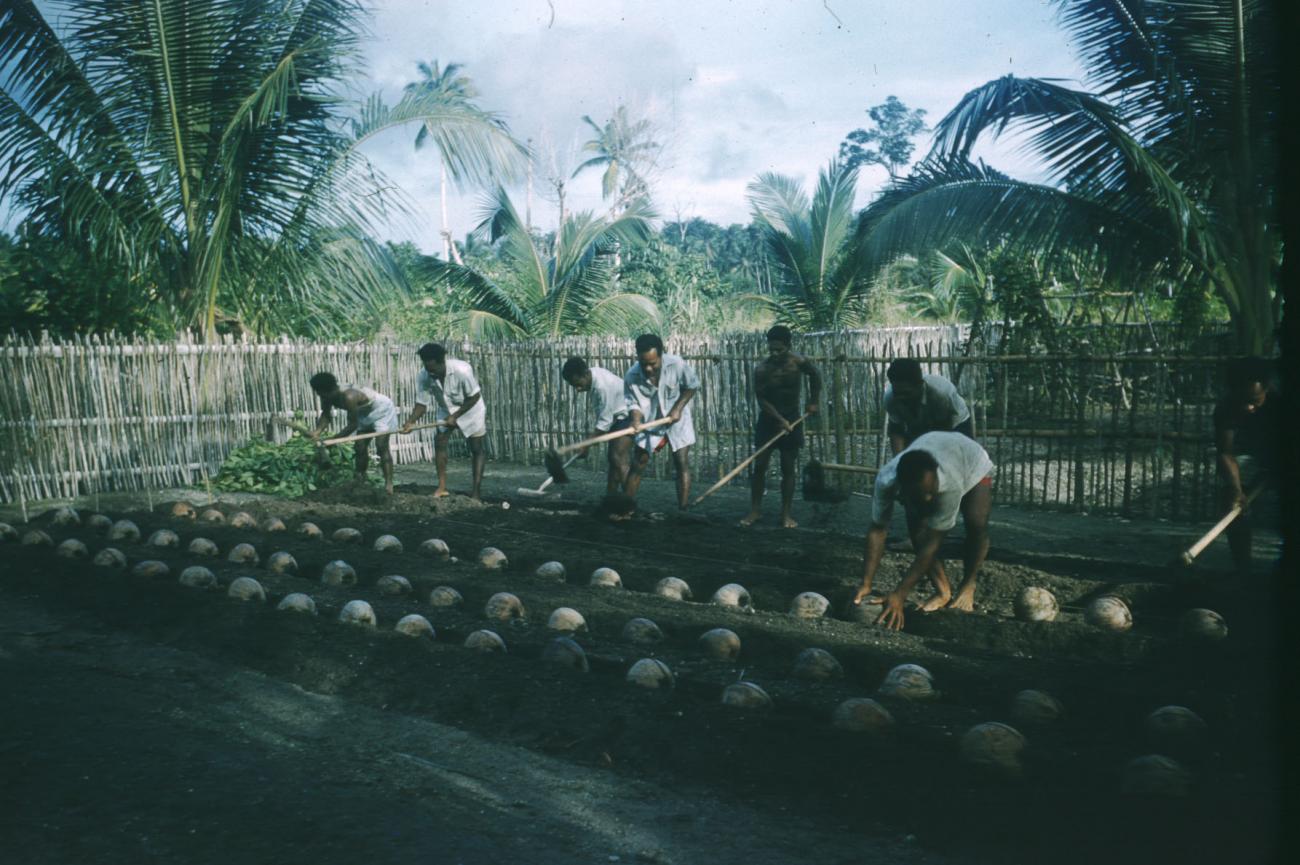 BD/209/4014 - 
Cocosplantage
