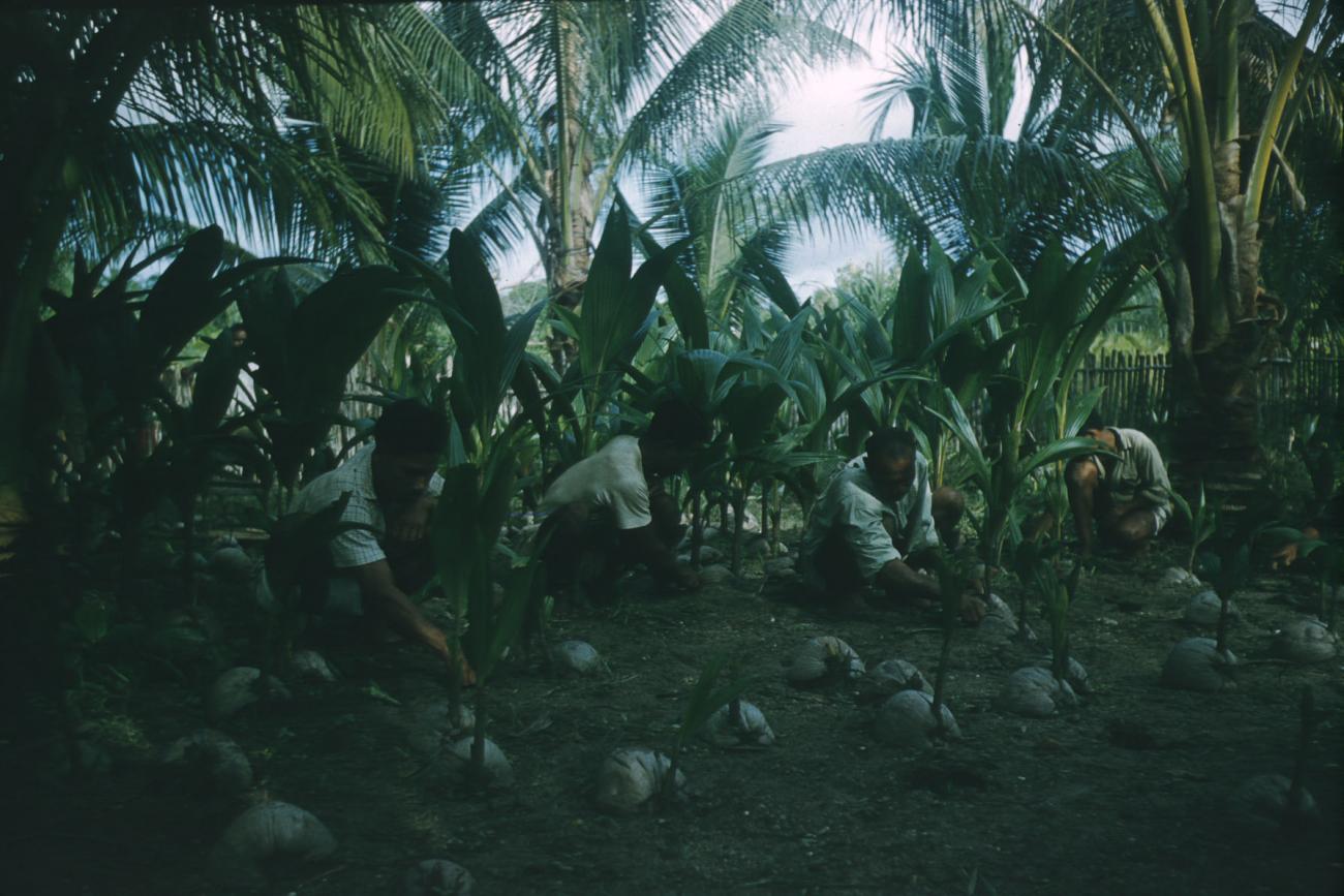 BD/209/4016 - 
Cocosplantage
