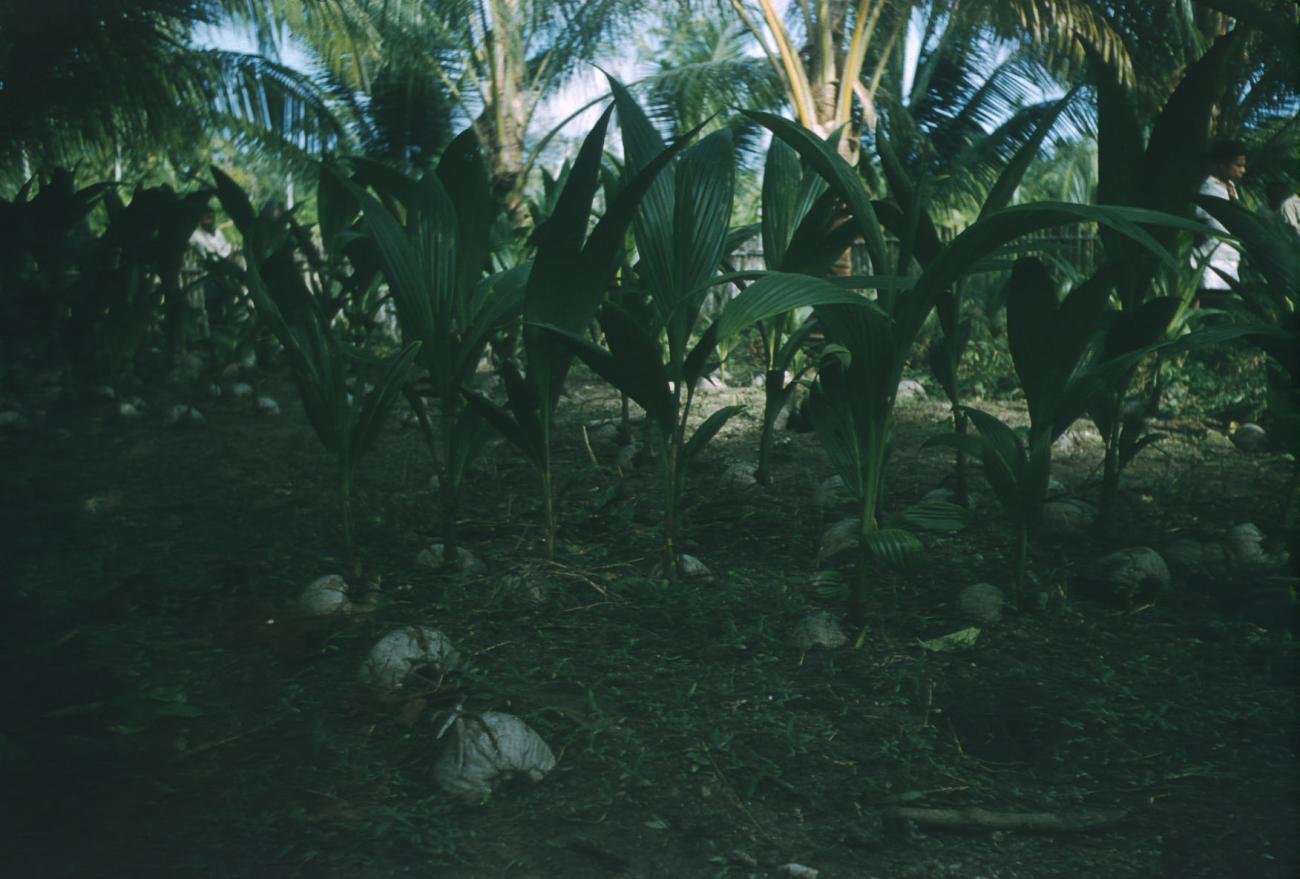 BD/209/4017 - 
Cocosplantage
