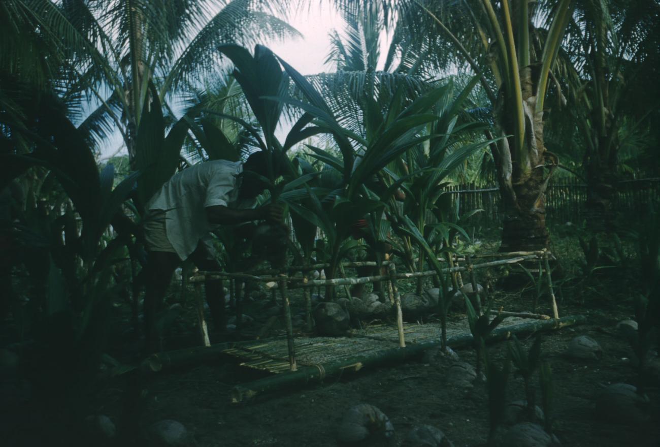 BD/209/4018 - 
Cocosplantage
