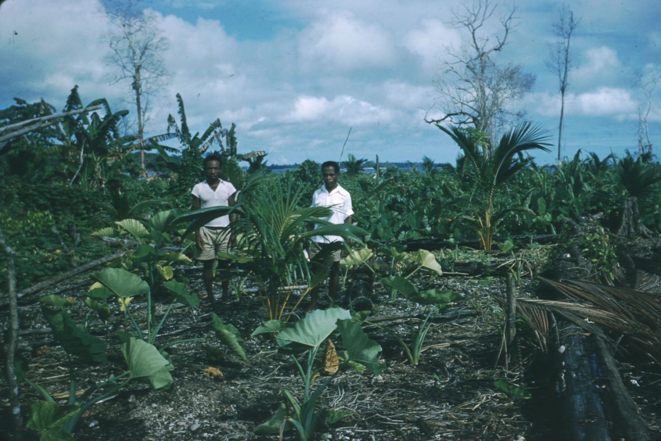 BD/209/4022 - 
Cocosplantage
