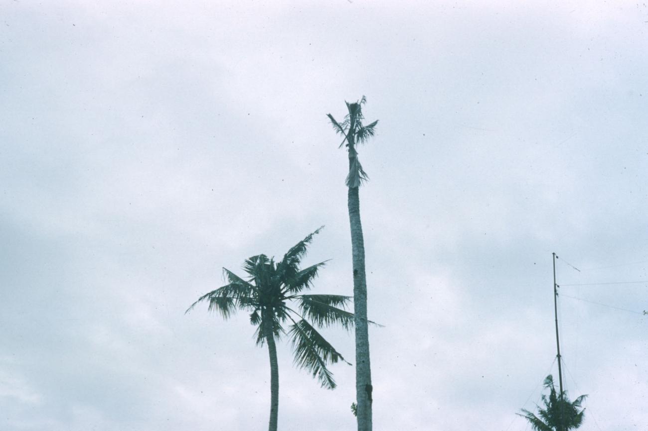 BD/209/4030 - 
Cocosplantage

