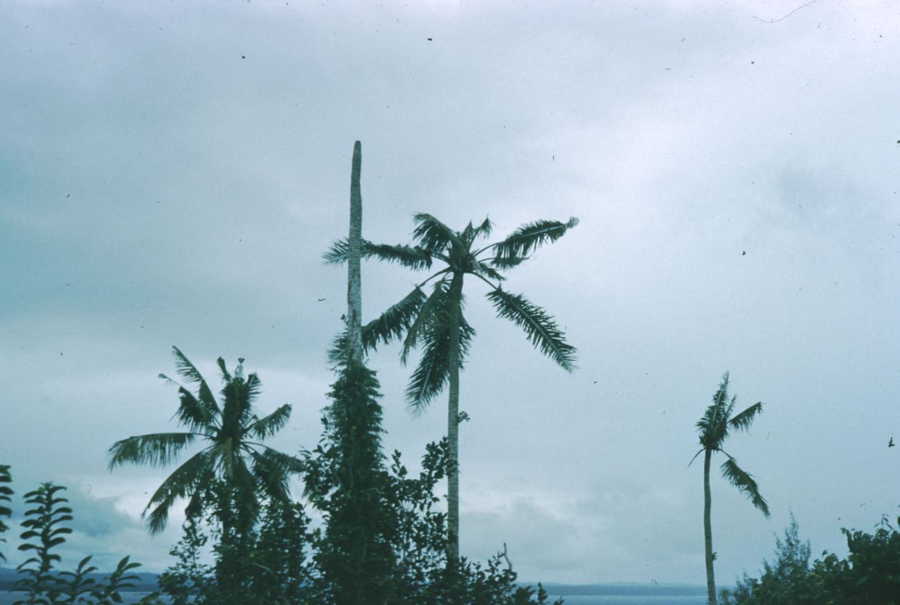 BD/209/4031 - 
Cocosplantage
