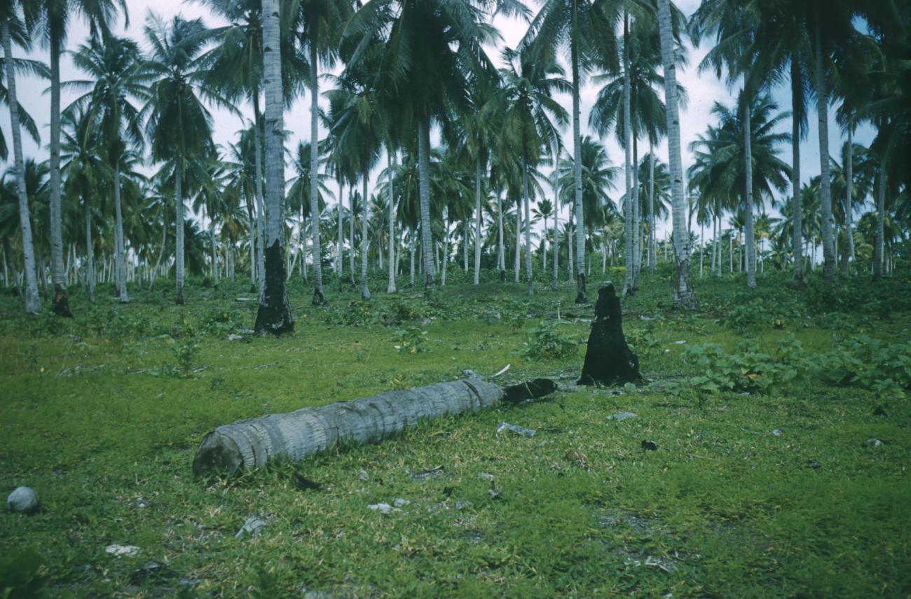 BD/209/4032 - 
Cocosplantage
