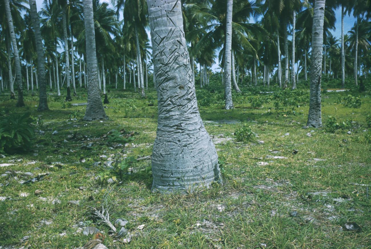 BD/209/4033 - 
Cocosplantage
