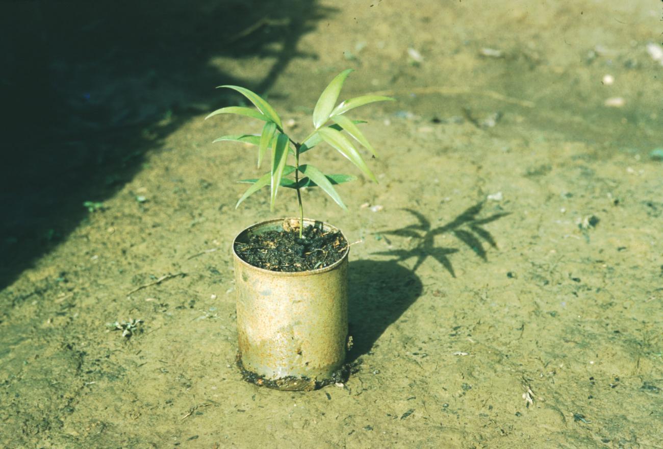 BD/209/4046 -
Cacao-aanplant