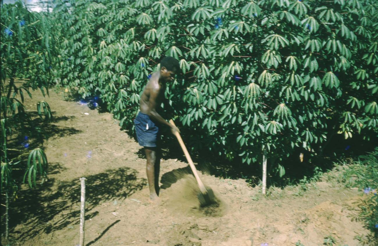 BD/209/9055 - 
Plantage voor kweken van jonge aanplant
