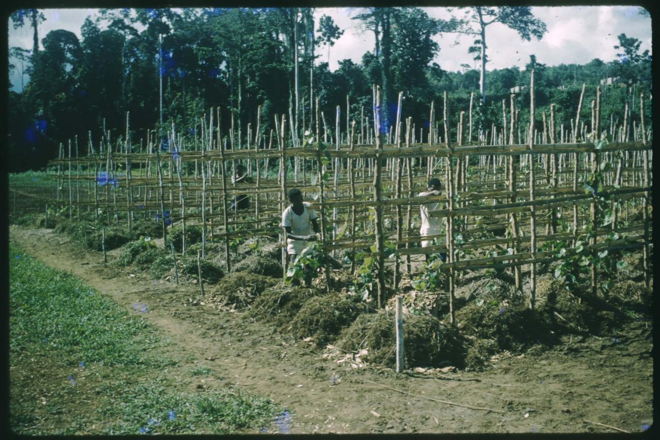 BD/209/9064 - 
Plantage voor kweken van jonge aanplant
