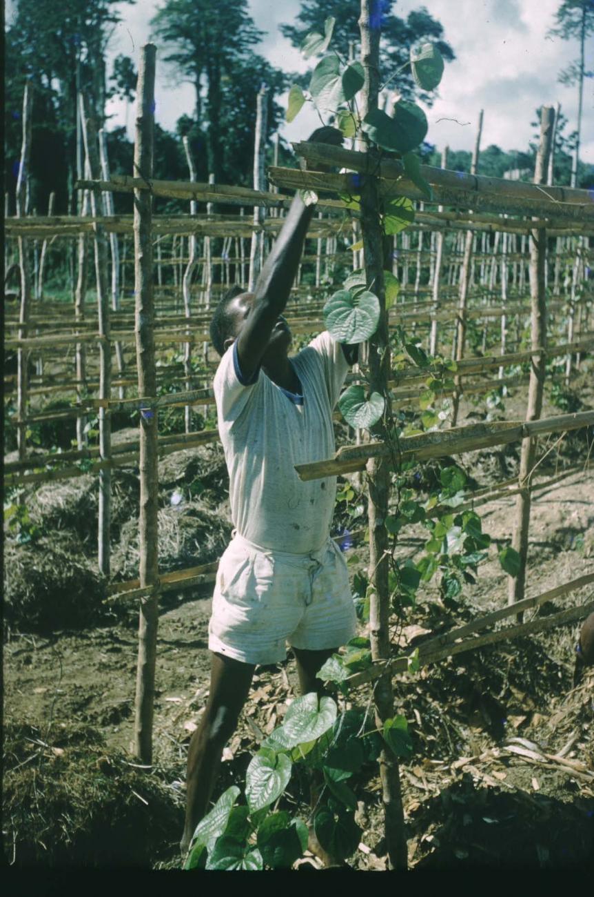BD/209/9066 - 
Plantage voor kweken van jonge aanplant
