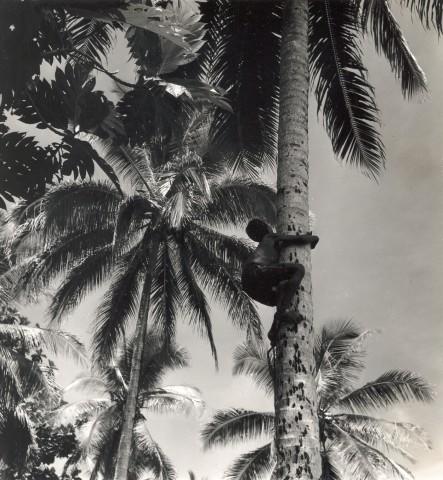 BD/245/11 - 
Jongen, klimmend in palmboom.

