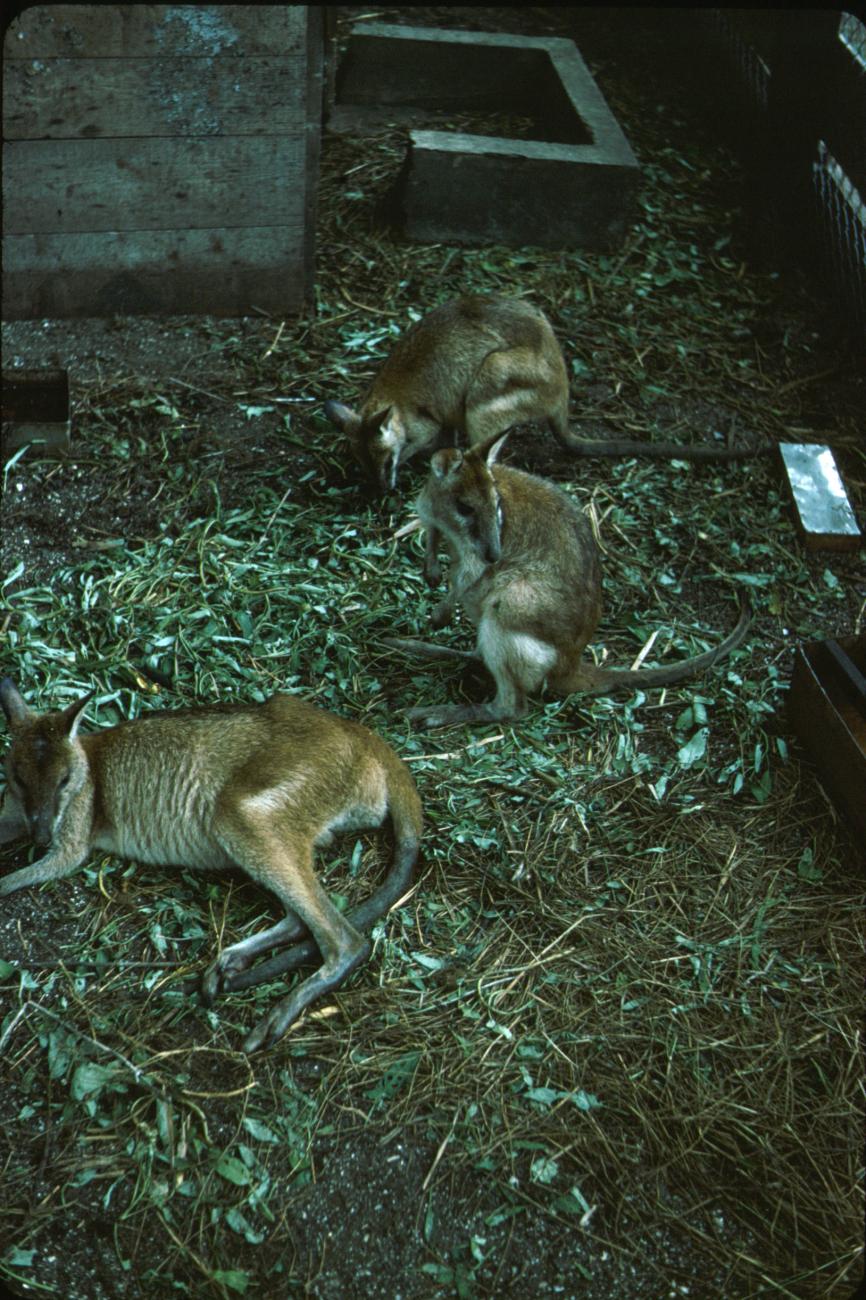 BD/288/49 - 
Drie kangoeroes 
