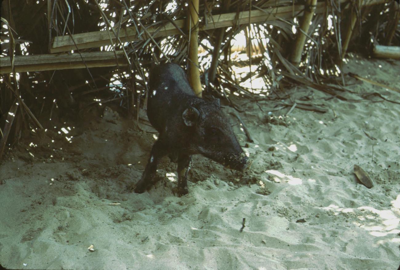 BD/288/89 - 
Zwijntje op het strand bij omheining
