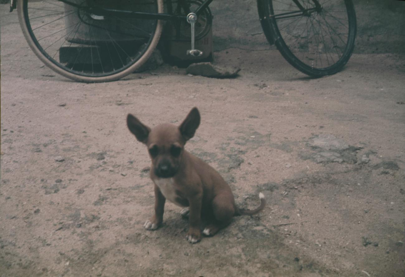 BD/144/126 - 
Jong hondje met fiets op achtergrond
