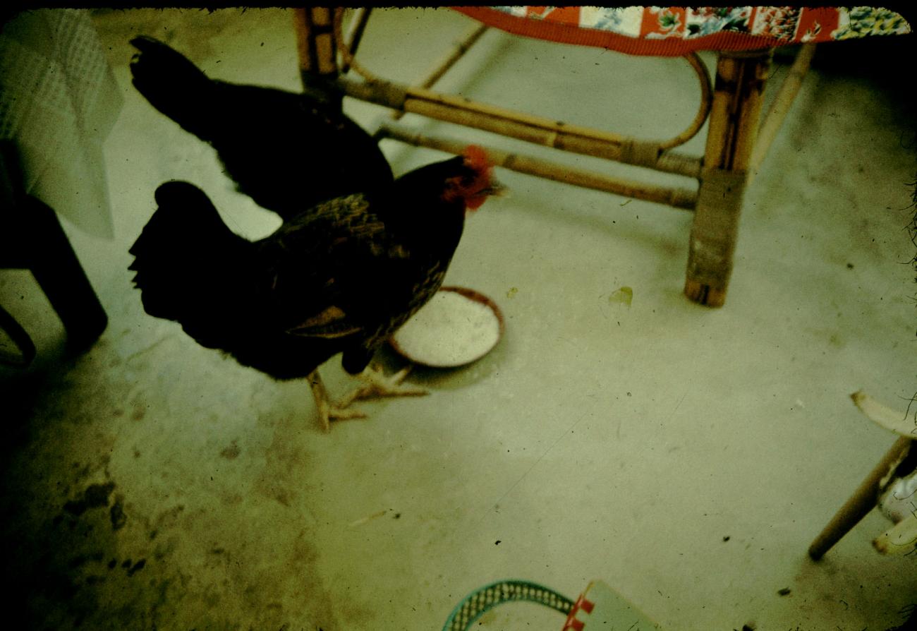 BD/144/284 - 
Interieur woning met kippen 
