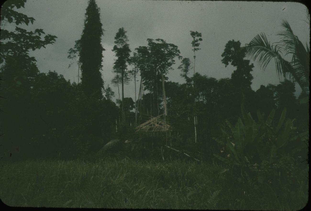 BD/144/56 - 
Papoea-hut in aanbouw
