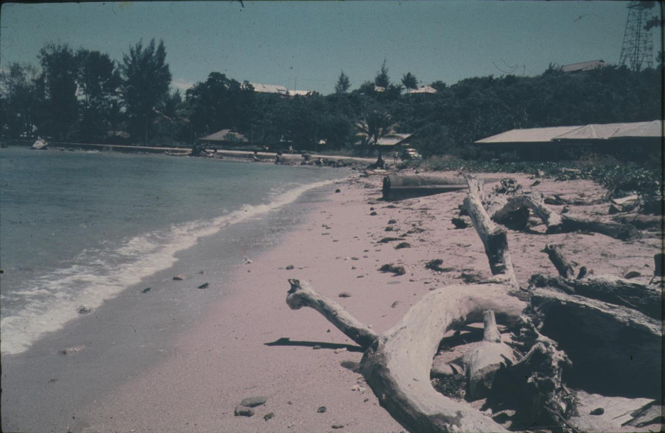 BD/144/596 - 
Kustgebied. Resten van bomen op het strand
