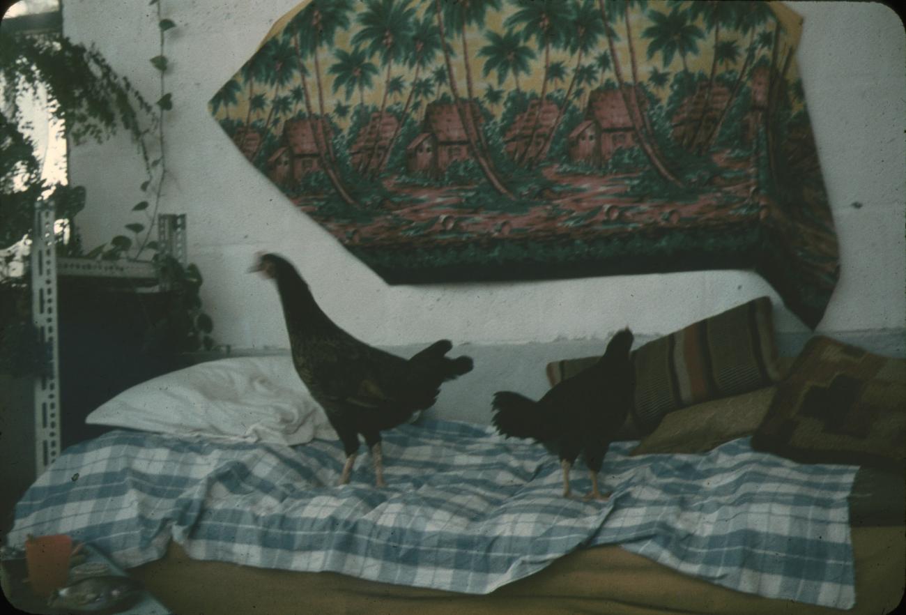 BD/144/59 - 
Interieur woning, kippen op bed

