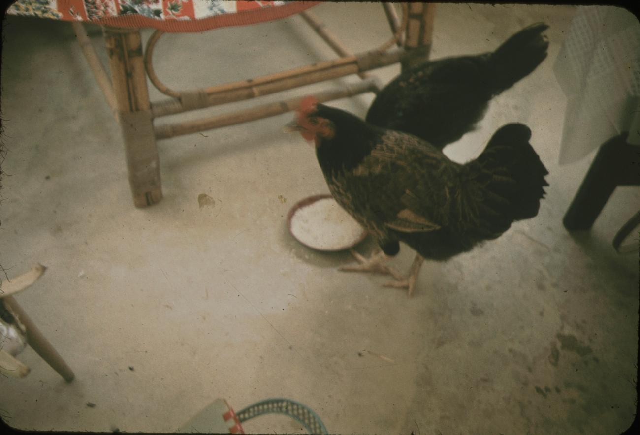 BD/144/61 - 
Interieur woning met kippen 
