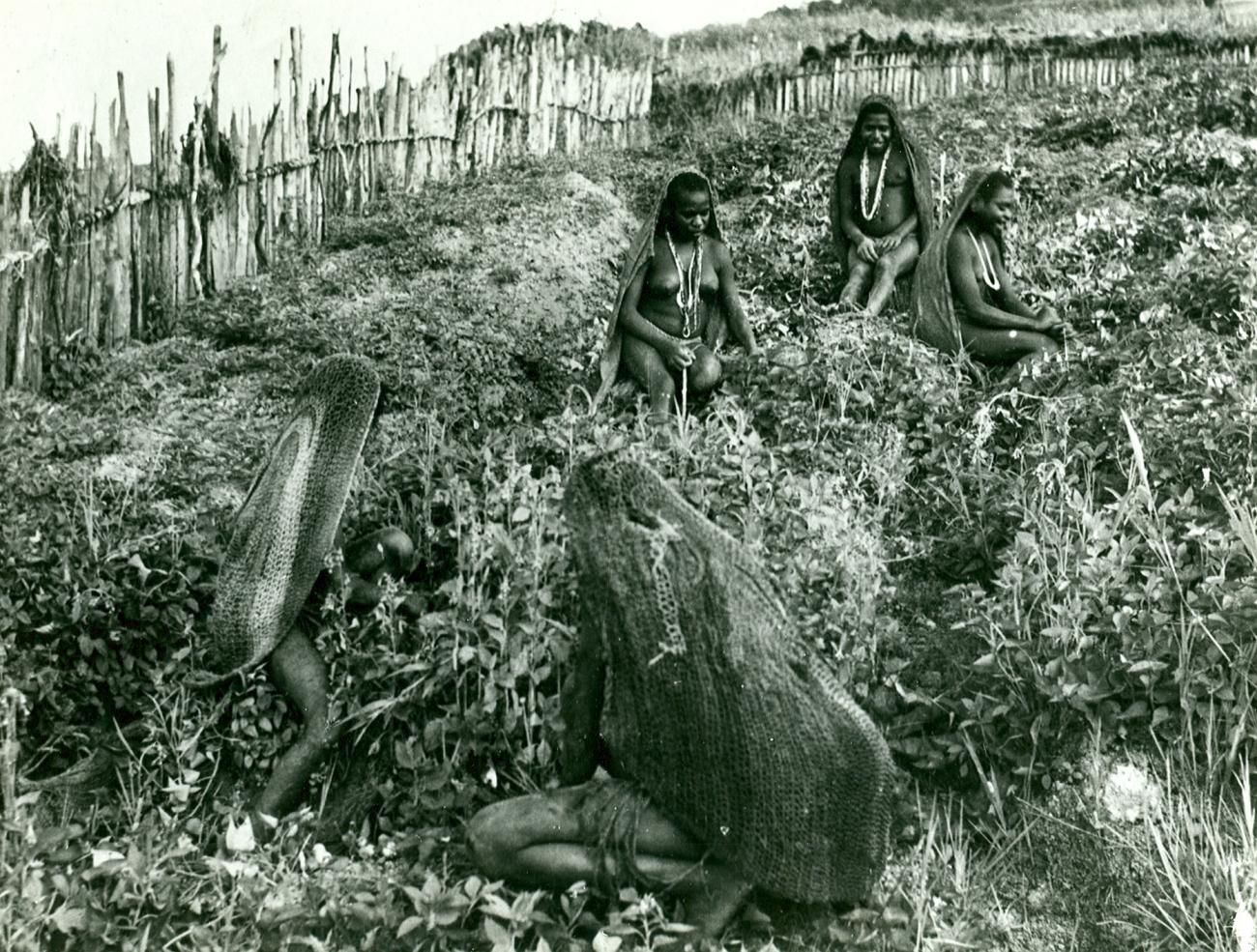 BD/23/1 - 
Papuavrouwen aan het werk in een omheinde tuin
