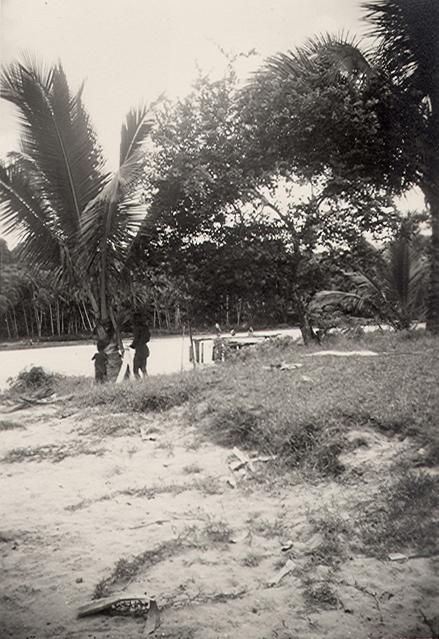 BD/256/171 - 
Palmbomen langs het strand
