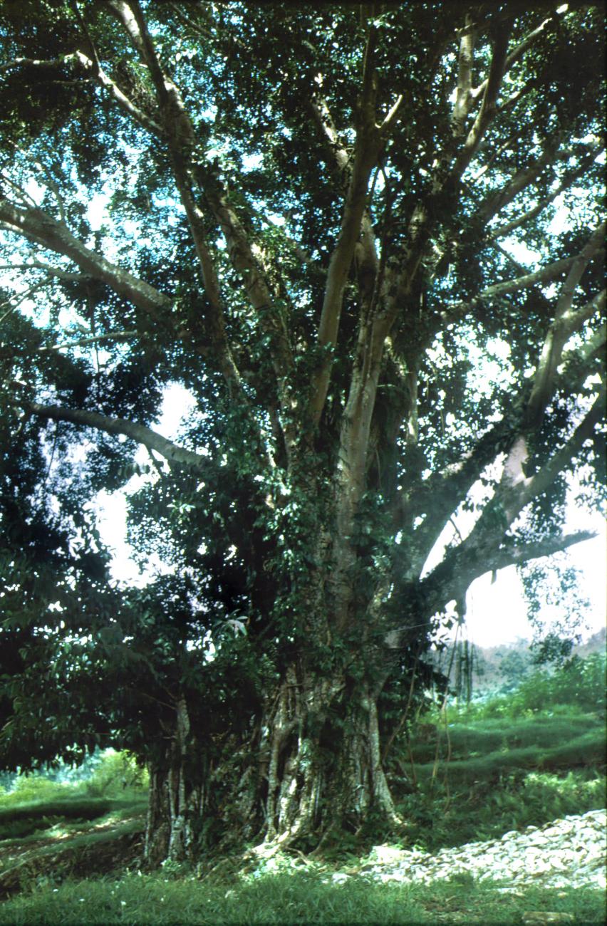 BD/279/40 - 
Een Waringin boom
