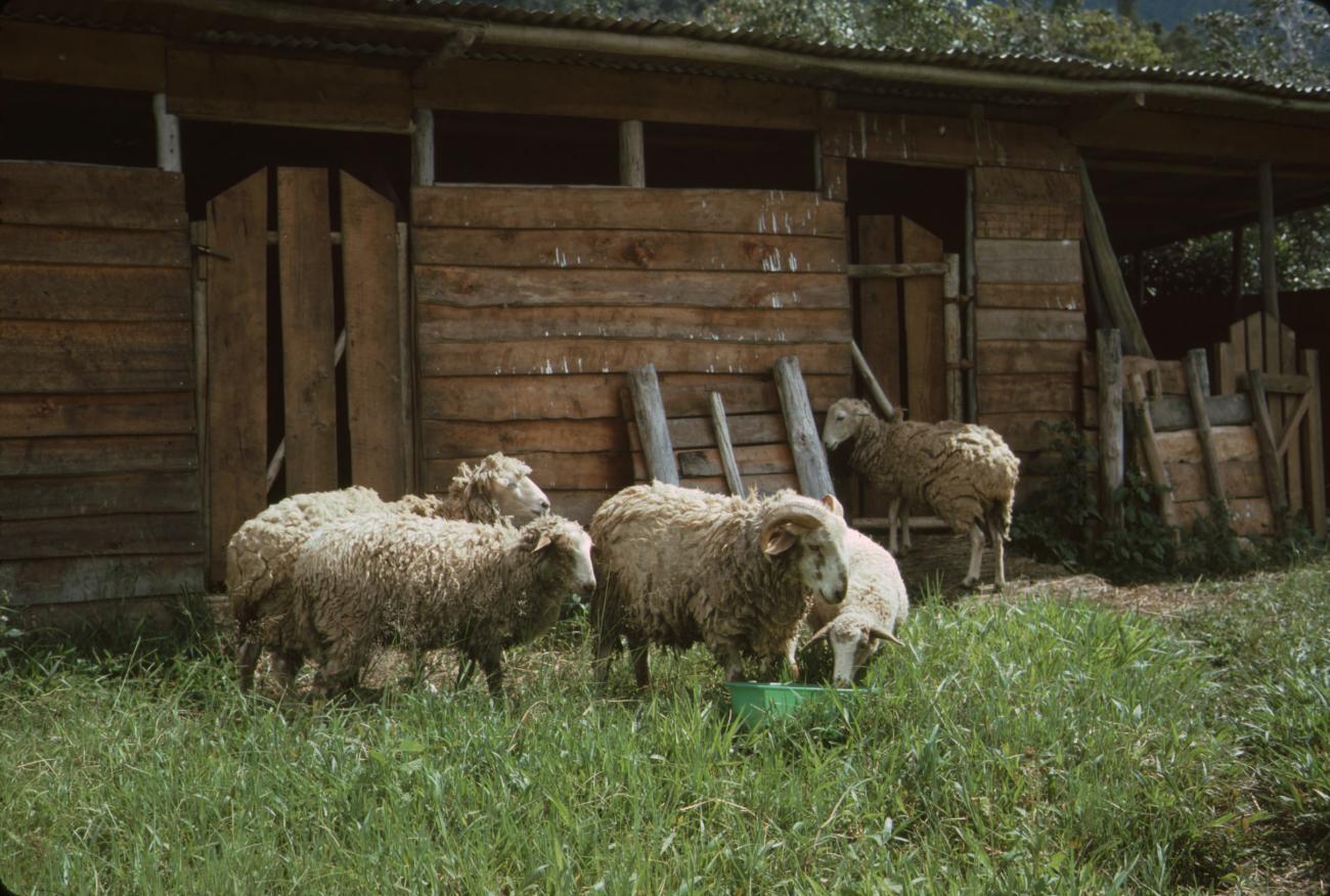 BD/132/164 - 
schapen
