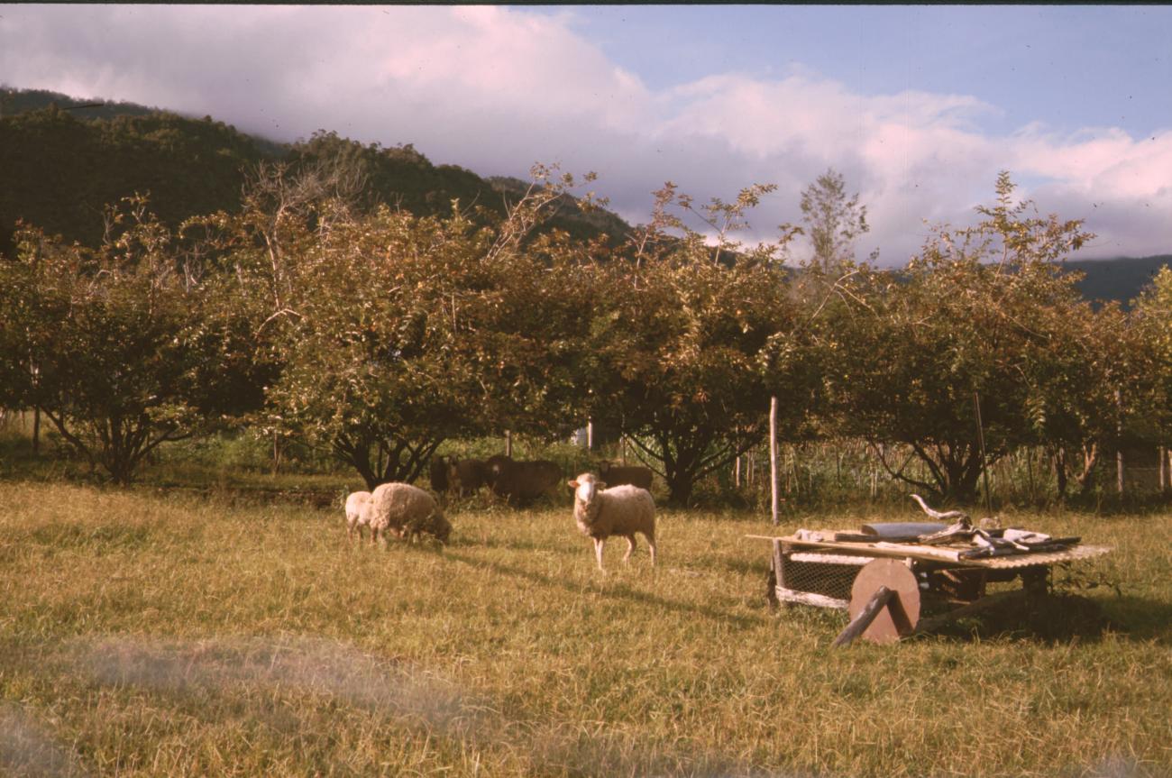 BD/132/165 - 
schapen
