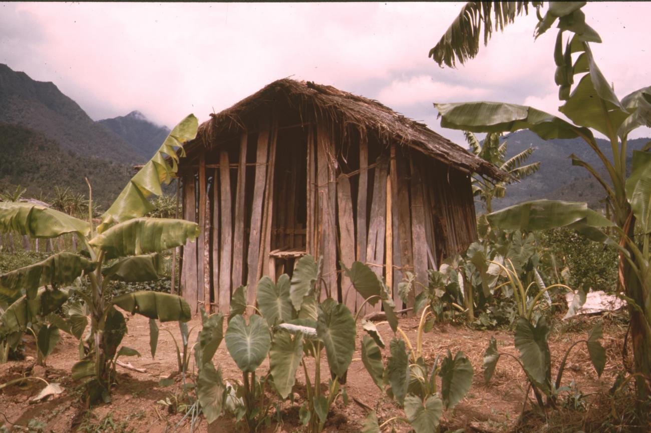 BD/132/167 - 
houten hut tussen bananenplanten
