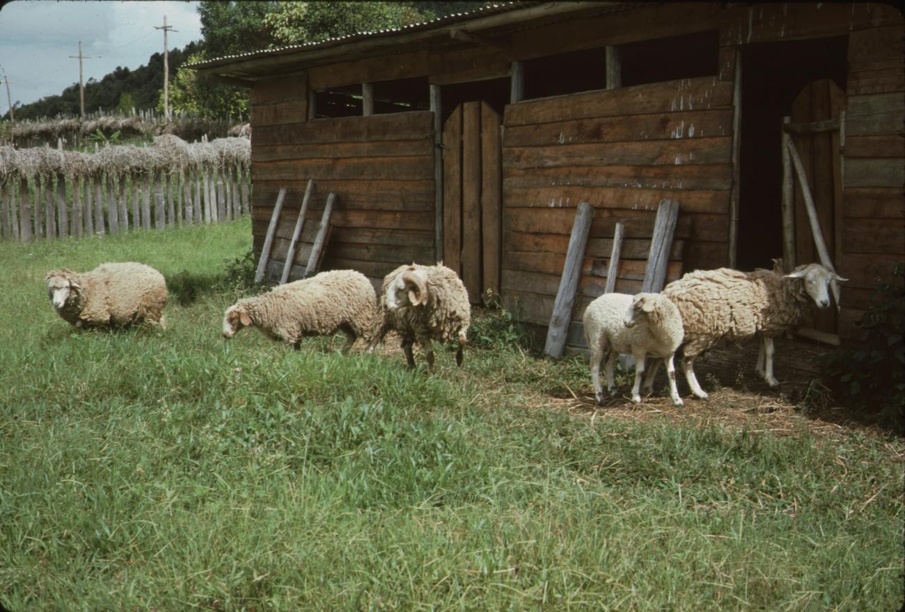 BD/132/195 - 
schapen voor een schuur
