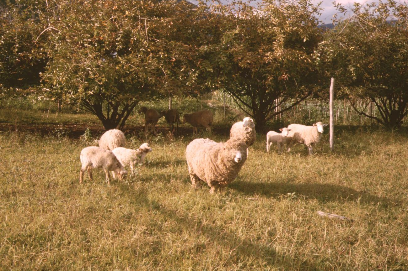 BD/132/74 - 
schapen
